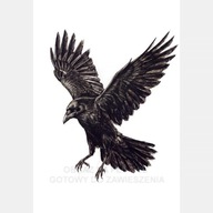 Kruk w locie rysunek obraz na płótnie 55x80 czarny ptak białe tło skrzydła