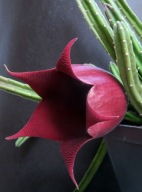 Kaktusy! - Stapelia leendertziae - RARYTAS!!!