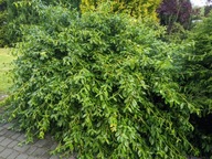 Trzmielina Sunspot sztobry 50 sztuk