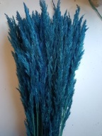 Trawa leśna naturalna kłosy susz krajowy kolory granatowa niebieski do palm