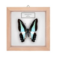 Motyl w gablotce Graphium adonarensis
