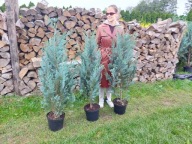 Cyprysik Van Pelts Blue 110-120cm