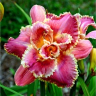 Liliowiec Venetian Fringe