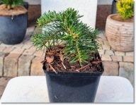 Abies nordmanniana 'Reginac' - !!!!!