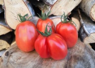 Pomidor Bull Heart France nasiona kolekcjonerskie
