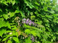 Wisteria fioletowa pnącze glicynia słodlin długie pachnące kwiatostany