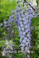glicynia kwiecista 'Blue Dream' Wisteria