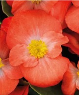 Begonia semperflorens Brasil Orange ZESTAW 10 SIEWEK PIĘKNE KWIATY