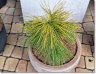 Pinus strobus 'Louie' - !!! !!! !!!