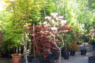 Azalia pontyjska biała pienna 150 cm 12 letnia szczepiona inna