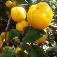 Pigwowiec japoński, XXL, doniczka