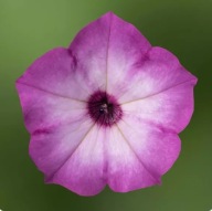 Petunia H Garden Supreme Radiant Rose jak Supertunia