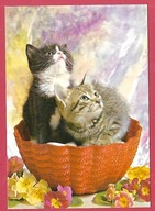 Kot kotek koty rasa harce kot w życiu człowieka pocztówka