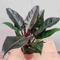 Philodendron filodendron imperial red SADZONKA 45 cm