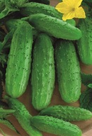 Ogórek ZEFIR - nasiona ***