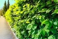 GRAB POSPOLITY SADZONKA W POJEMNIKU 50 CM na wysokie szpalery