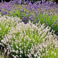 LAWENDA white scent sadzonka w pojemniku 10 cm długo kwitnąca
