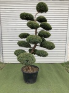 Unikatowy Bonsai z Jałowca pośredniego "Mint Julep" - 210 cm