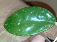 Hoya Hoja sp. HAIPHONG ukorzeniona