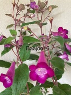 Achimenes/Achimannia OHIO's Never Say Never - kłącze