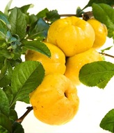 SYROP Z OWOCÓW PIGWOWCA JAPOŃSKIEGO 900 ML DOMOWY ZGODNY Z NATURĄ