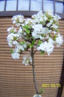 Kalina japońskaViburnum pachnąca bodnantska karłowa szczepiona inna