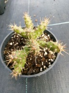 Mrozoodporna opuncja fragilis SB 229 o mocno wydłużonch segmentach