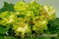 Fiołek afrykański # EK-Energiya Zhizni #Liść