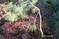 Sosna strumieniowa świerk jałowiec cyprys cis inna