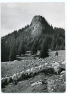 ZAKOPANE - TATRY - HALA MIĘTUSIA