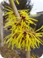 Oczar pośredni Evi szczepiony, z pakami kwiatowymi, 70-100 cm