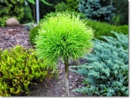 Pinus mugo 'Rysy' - !!! !!! !!!