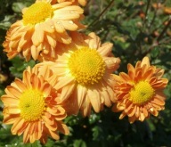 CHRYZANTEMA ZIMUJĄCA KŁĄCZOWA ### GOLD GELBE #### irys