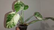 Monstera borsigiana variegata small form