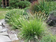 Sesleria Jesienna-Delikatność dla Twojego Ogrodu-sadzonki traw ozdobnych