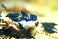 krewetki akwariowe blue velwet neocardina niebieskie, proszę czytać opis