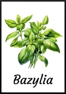 A2 PLAKAT OBRAZ DO KUCHNI JADALNI RESTAURACJI ZIOŁA BAZYLIA