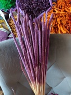 tymotka naturalna fioletowa suszona susz krajowy zboże bukiet na palmy