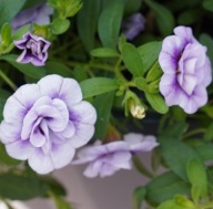 Calibrachoa Callie Double Light Lavender SŁONECZNE PEŁNE KWIATY DO SKRZYNEK