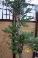 Jodła koreańska Leo kolumnowa wąska okaz 16 letnia inna