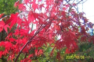 Klon Fuzui czerwony buk dąb azalia lipa jesion iny