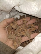 MIGDAŁ ZIEMNY CIBORA ORZECHY AFRICAN LONG SWEET