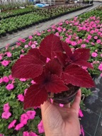 Koleus - Coleus Main Street Second Street