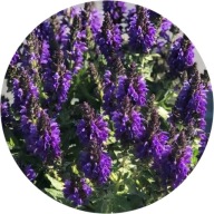 Szałwia omszona fioletowa Marcus