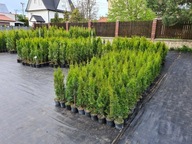 Tuja Thuja Szmaragd Smaragd 80-100cm Pewne przyjec