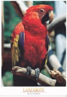 LANZAROTE - LORO - PAPUGA - WYSYPY KANARYJSKIE