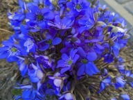 Przylaszczka 10 sztuk plus gratis