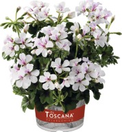 Pelargonia peltatum Villetta White Zwisająca