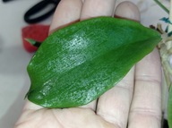 Hoya Hoja MINDORENSIS cięta