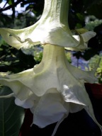 Brugmansia datura Angels Sunbeam